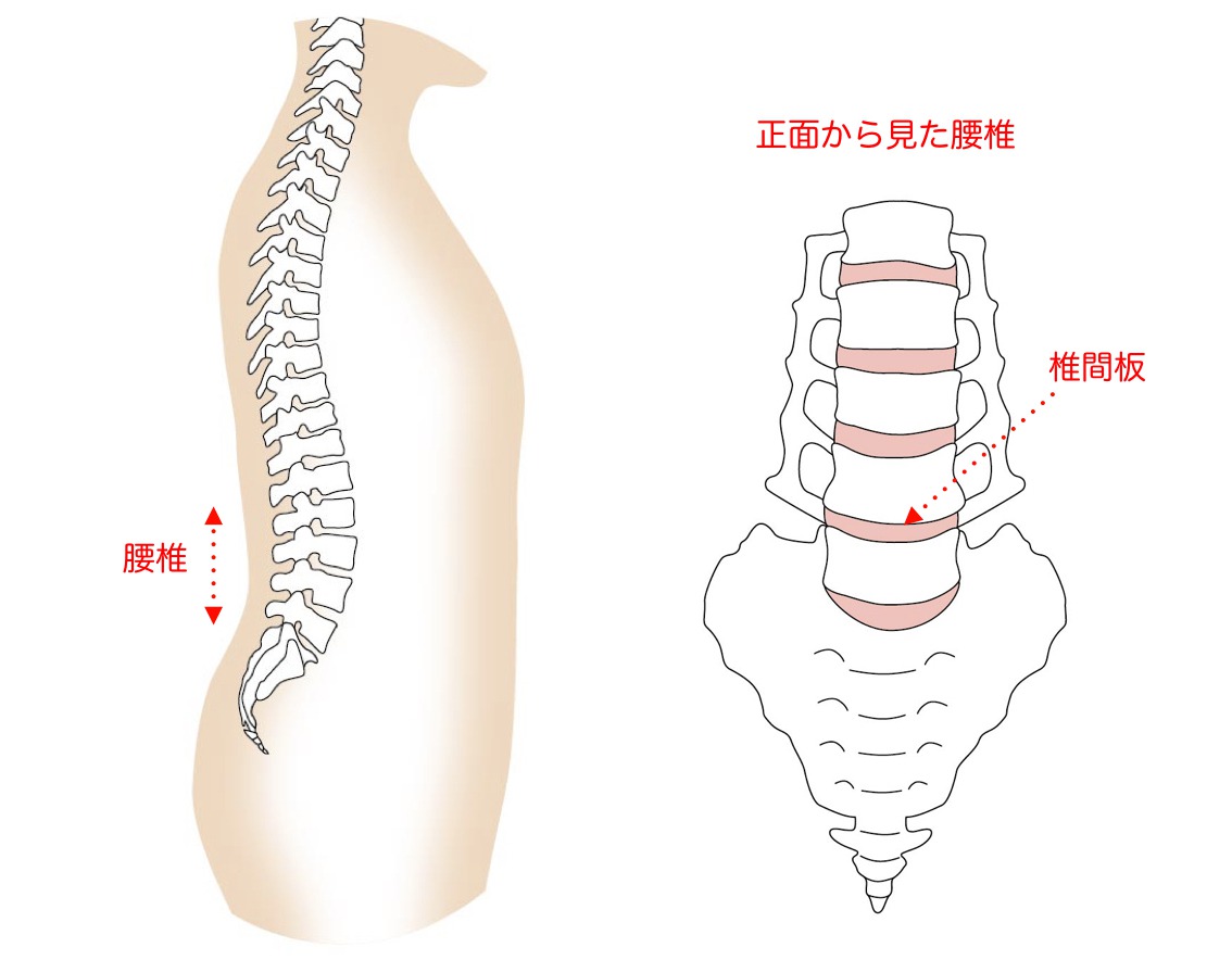 腰椎と椎間板