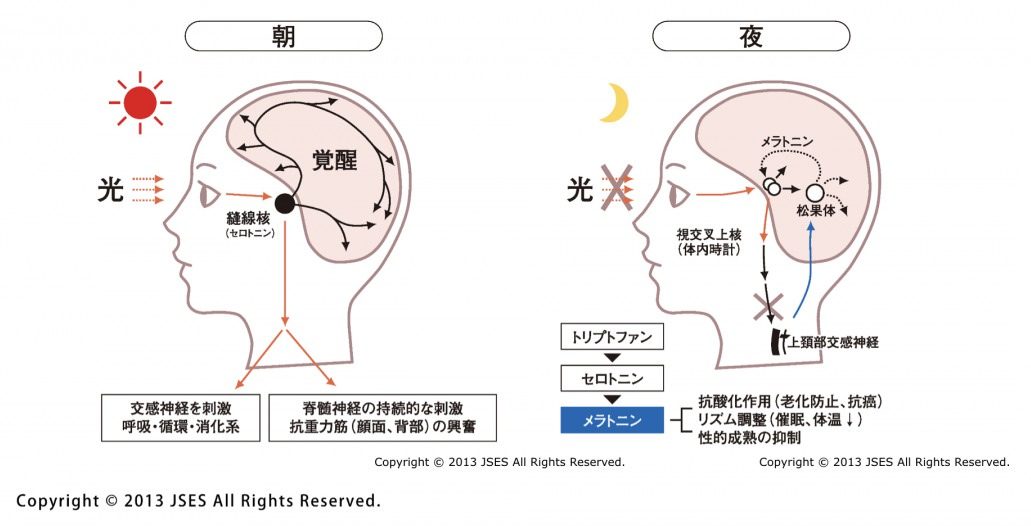 light-affects-sleep