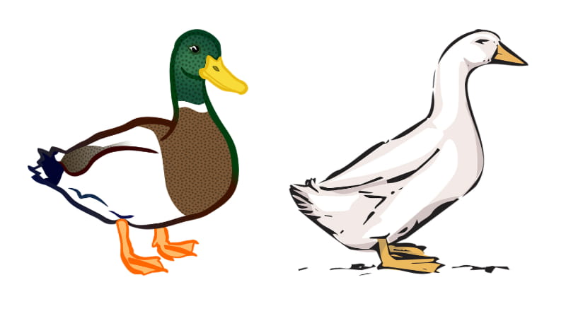 white-duck-and-silver-duck