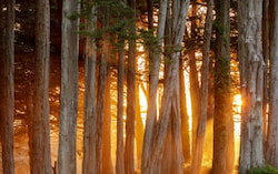 cypress-wood1