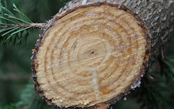 pine-wood1
