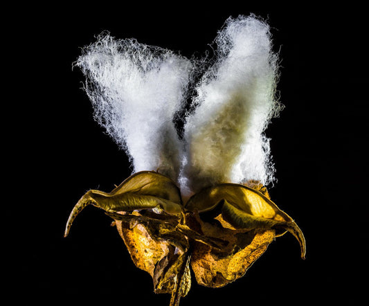 綿100%布団カバー・シーツを選ぶためのポイント｜洗濯とお手入れ方法も解説