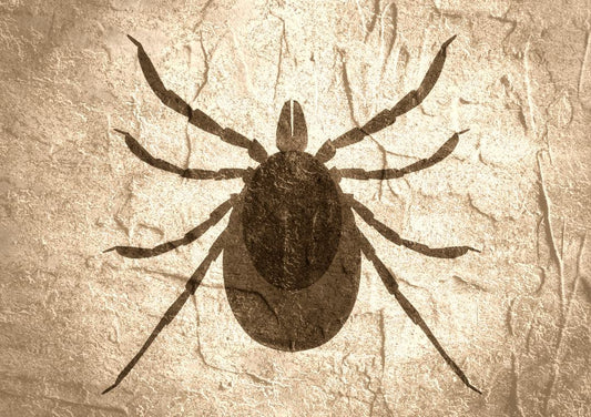 これで絶滅！ダニの発生原因、症状、駆除、予防の総まとめ